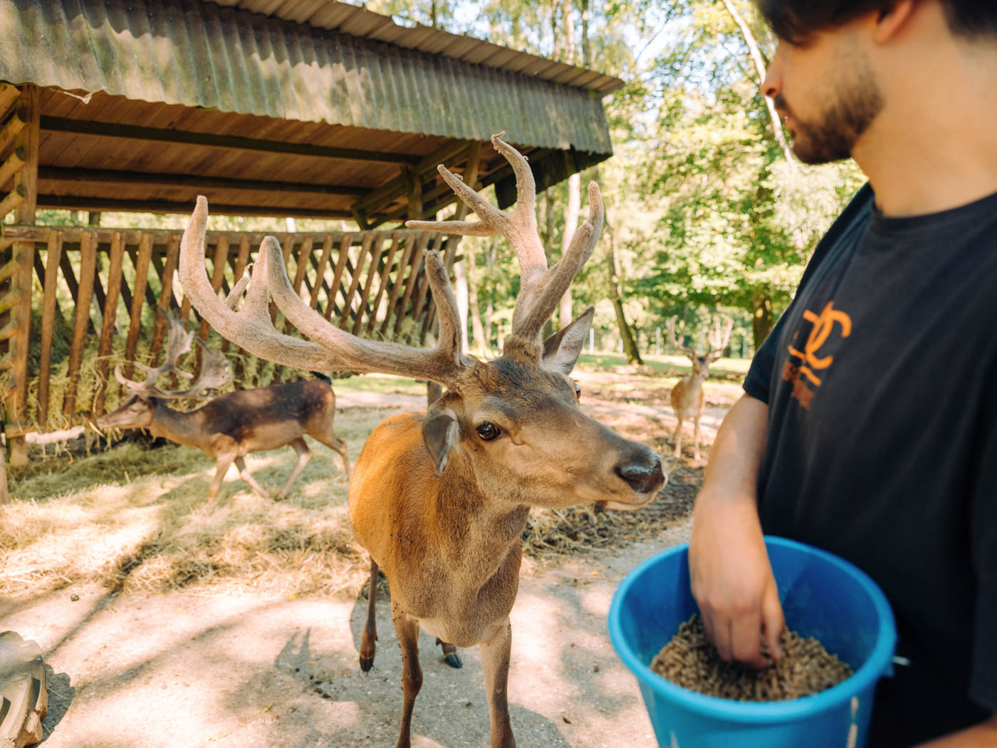 Wildgehege Mesekendahl in Schalksmühle im Märkischen Sauerland