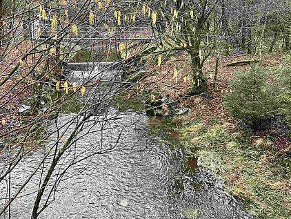 Der Jubach aus Richtung der Homert