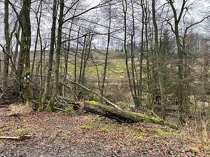 Mischwald und Totholz auf der Fitnesswanderung VolmeSchatz Talsperren