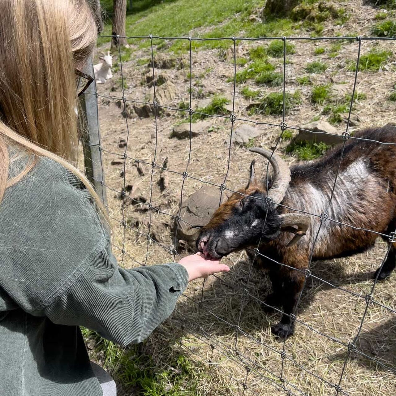 Wildgehege Mesekendahl in Schalksmühle im Märkischen Sauerland