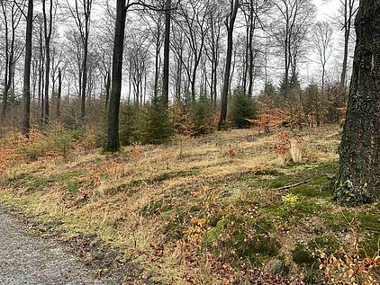 Mischwald am Wanderweg A2 VolmeSchatz Talsperren