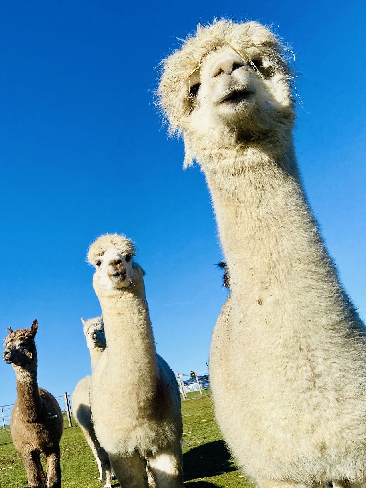 Mit ihren langen Hälsen könnten sie den Giraffen glatt konkurrieren