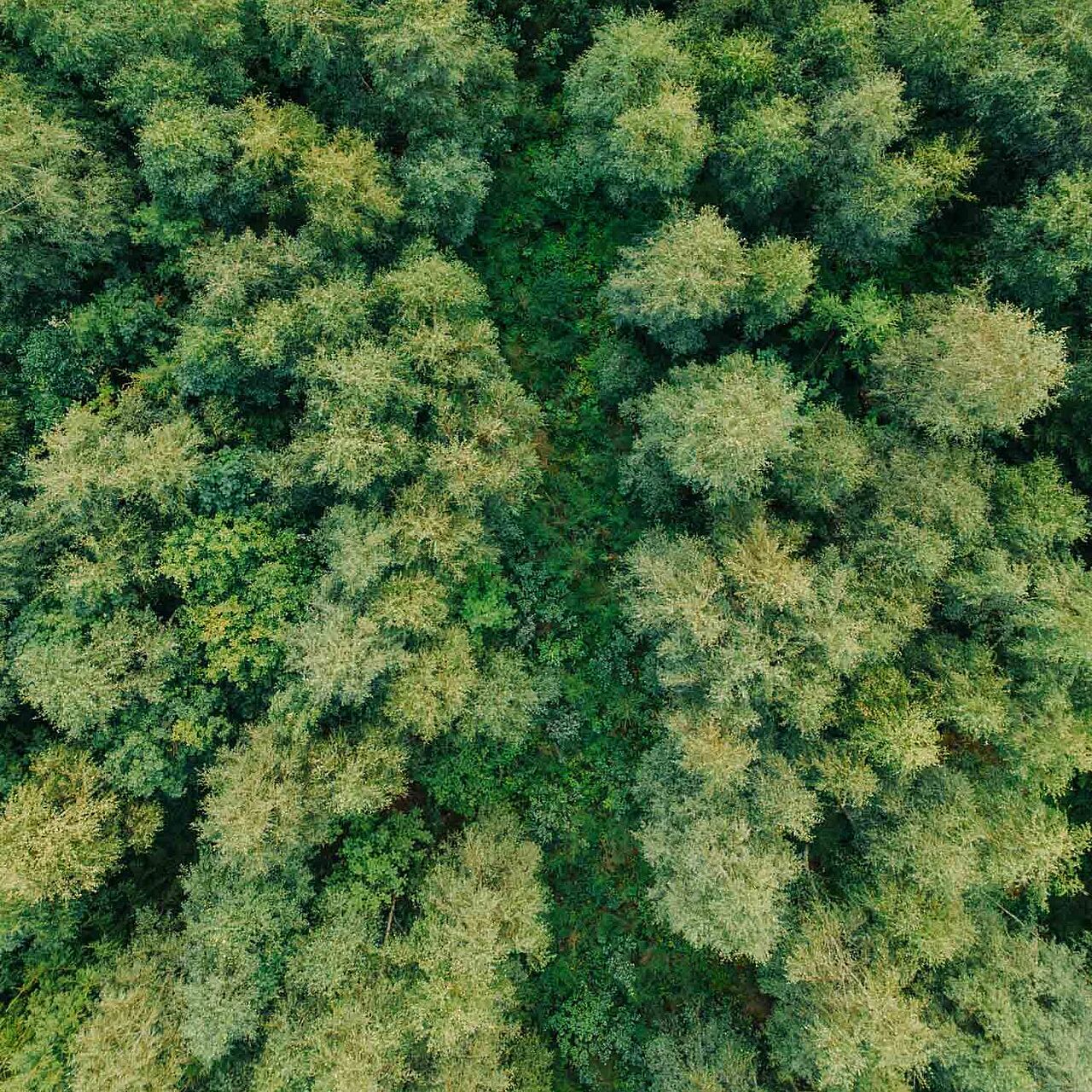 Luftbild Wald im Märkischen Sauerland