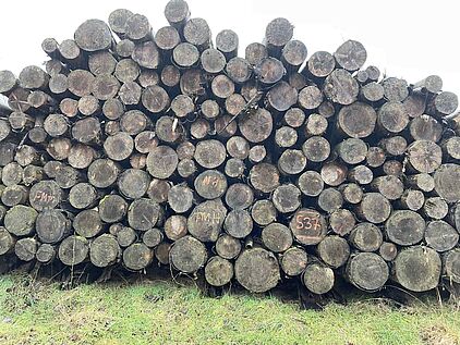 Baumstämme gefällter Fichten auf der Fitnesswanderung VolmetalSchatz Talsperren