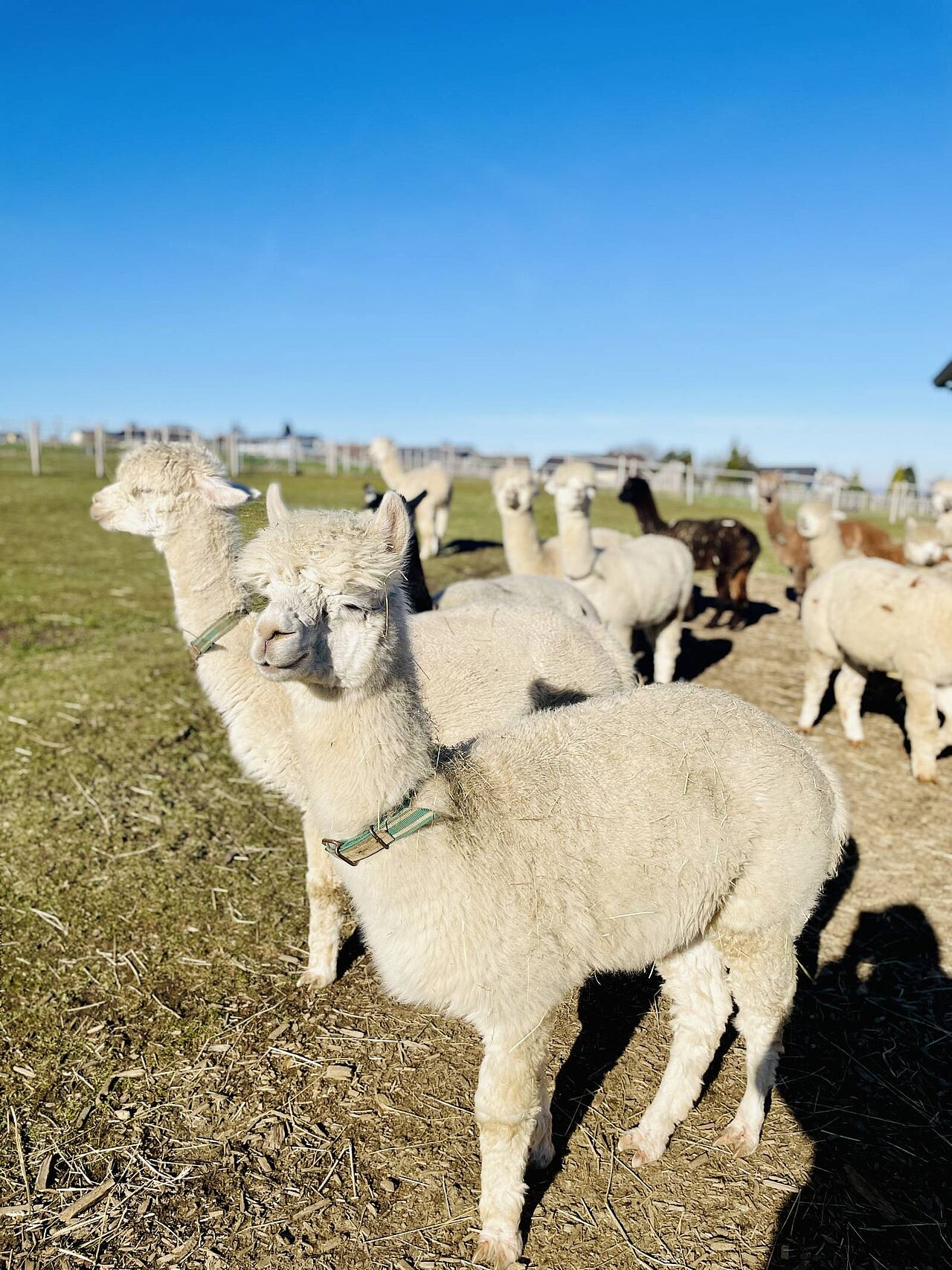 Die super flauschigen Alpakas