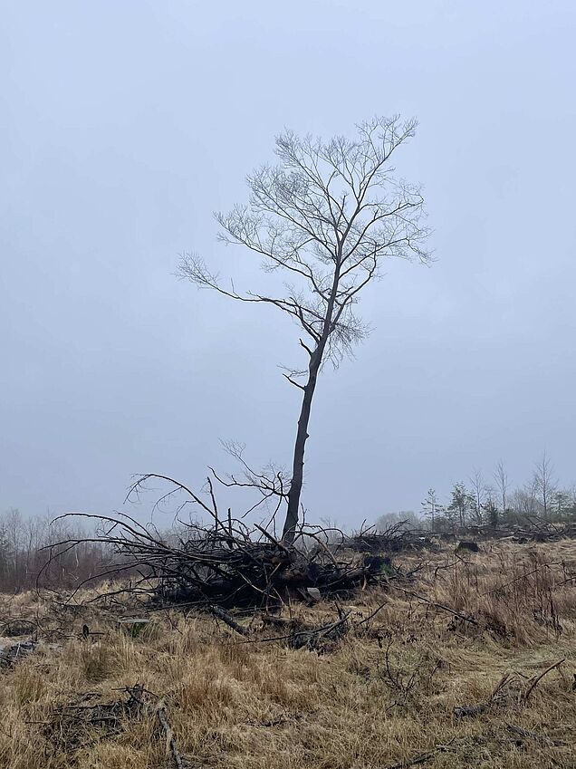 Ehemaliger Fichtenwald nach Borkenkäferbefall auf der Fitnesswanderung VolmeSchatz Talsperren