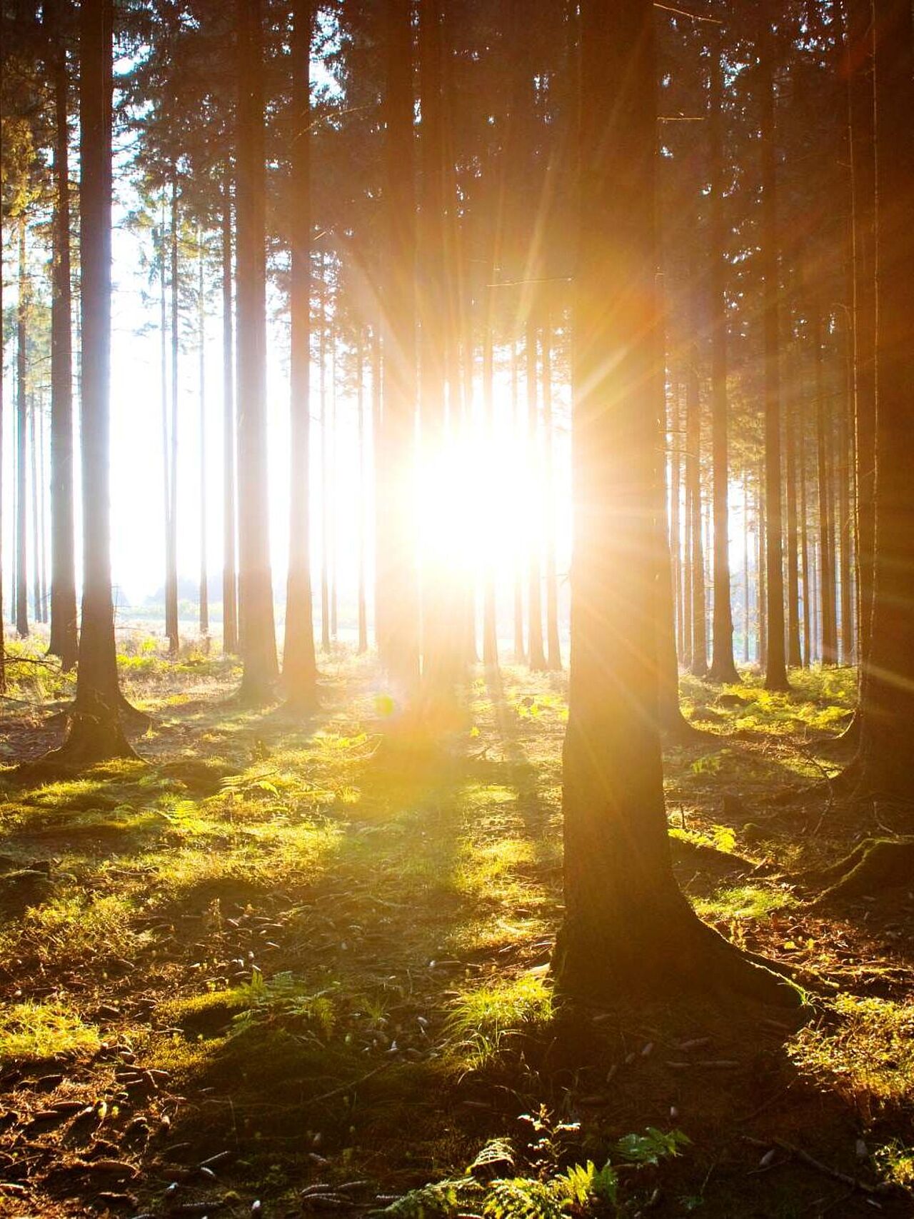 Waldspaziergänge bei Sonnenschein ergeben tolle Stimmungsbilder