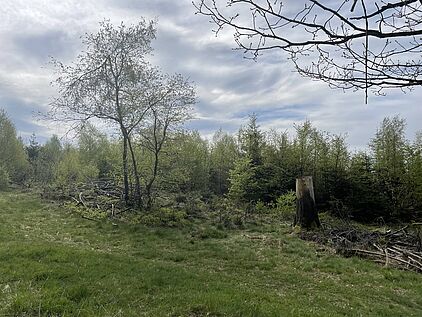 Rangerführung durch das Ebbegebirge im Märkischen Sauerland