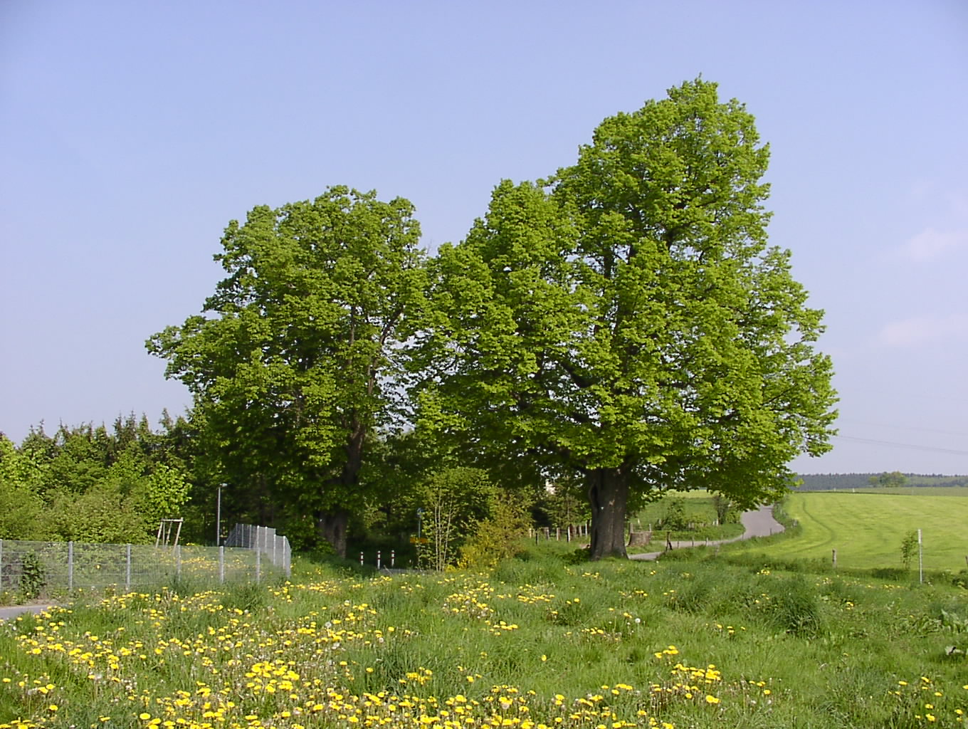 Thingslinde (links) und Kaiser-Wilhelm-Linde