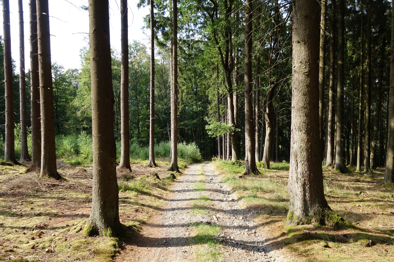 Waldabschnitt auf dem Herlinghauser Berg