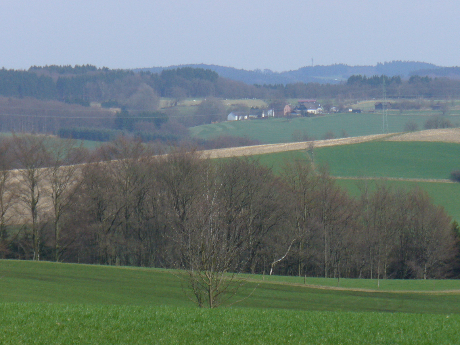 Feld