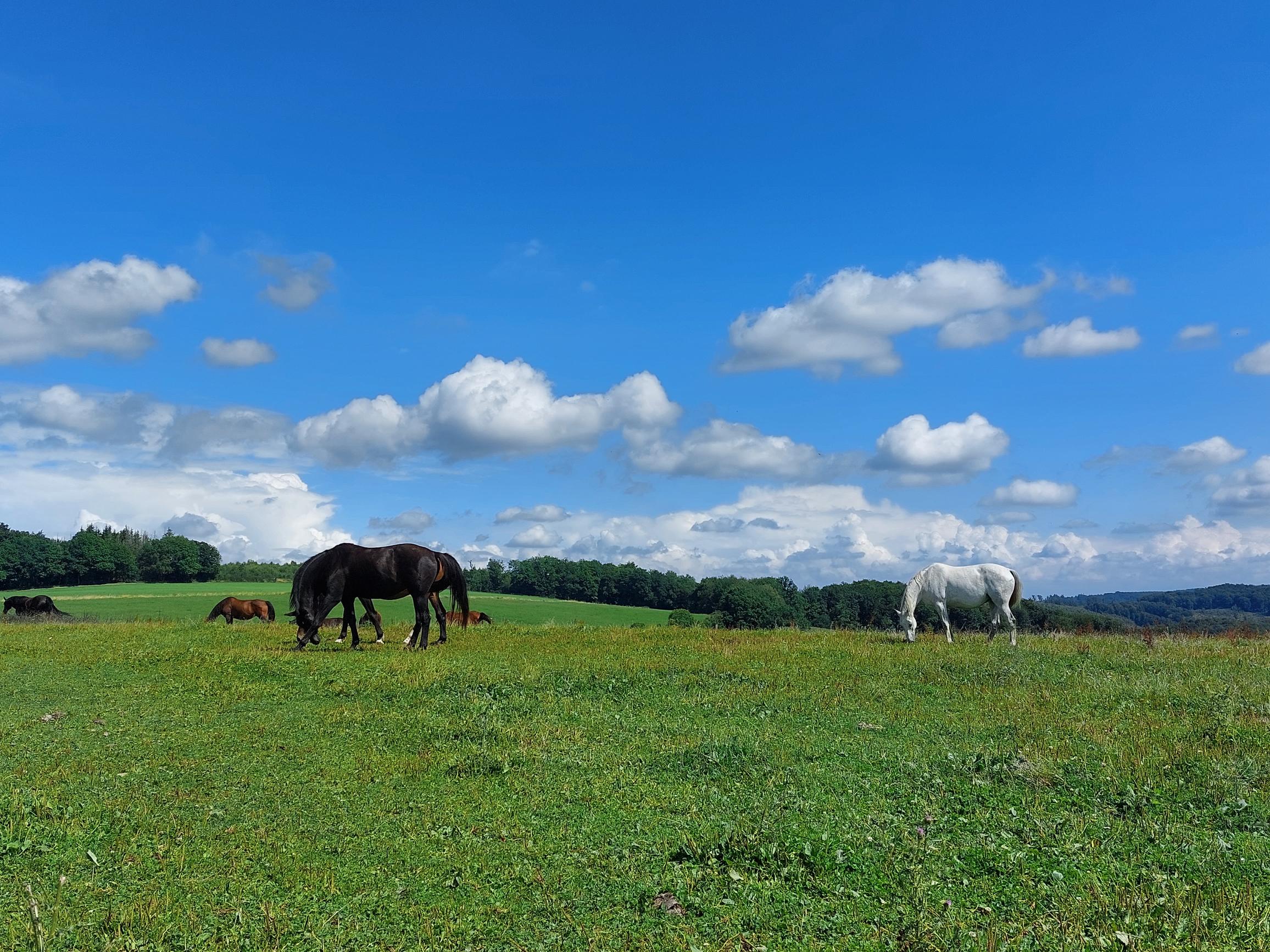 Blick auf eine Pferdewiese aufd em Wixberg