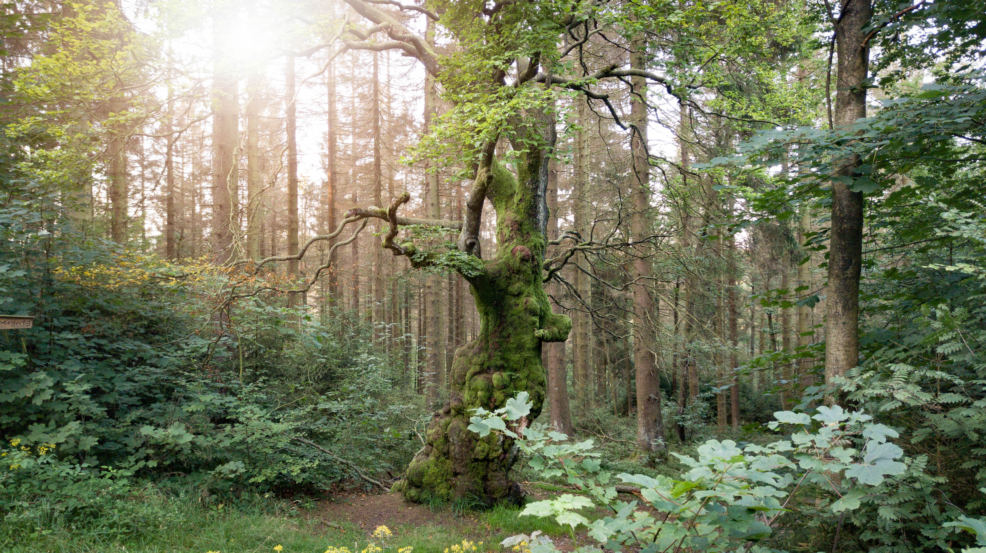 Ebbemoore -Naturerlebnisweg südlich von Herscheid