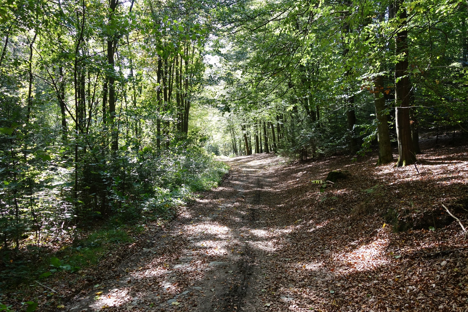 Durch den Buchenwald führt uns der Weg zurück Richtung Parkplatz