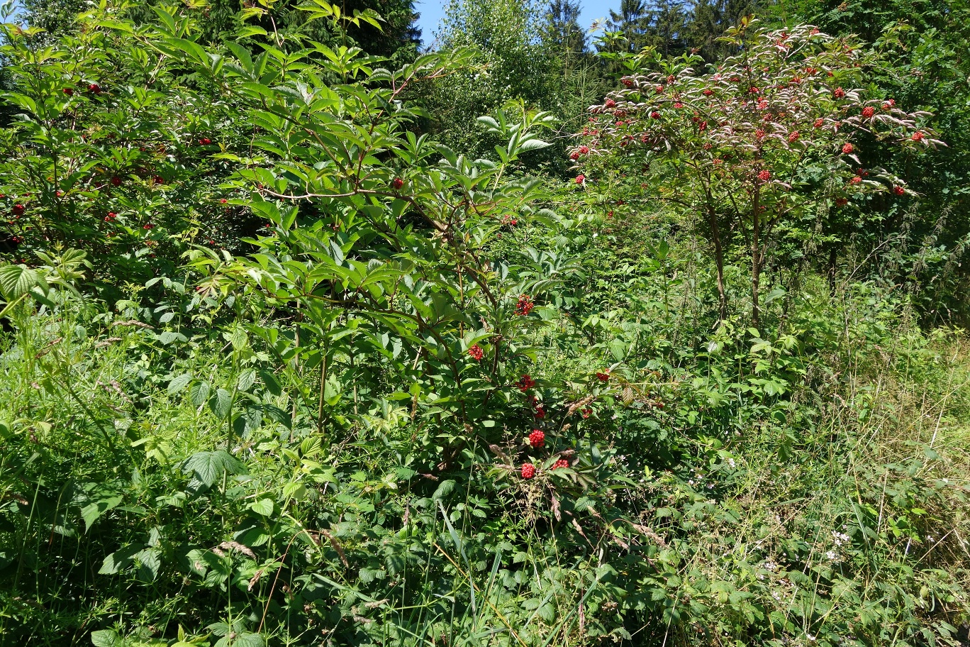 Abwechslungsreiche Natur am Wegesrand