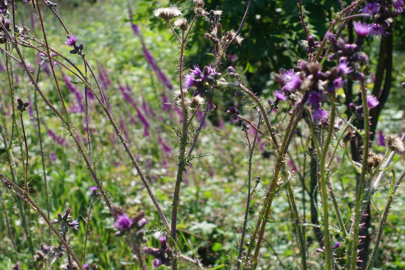 "Blühende Natur" am Wegesrand